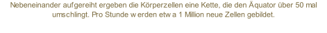 Nebeneinander aufgereiht ergeben die Körperzellen eine Kette, die den Äquator über 50 mal umschlingt. Pro Stunde werden etwa 1 Million neue Zellen gebildet.
